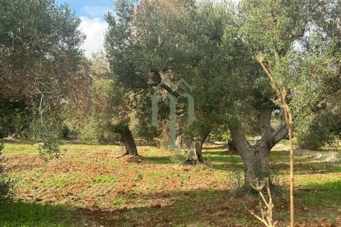 Terra a Carovigno, Brindisi, Carovigno - € 16.000 | Ref: Terreno Arrighi - foto 6